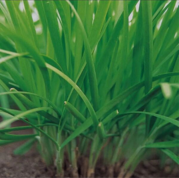 ニラの種 100粒以上 1.5g