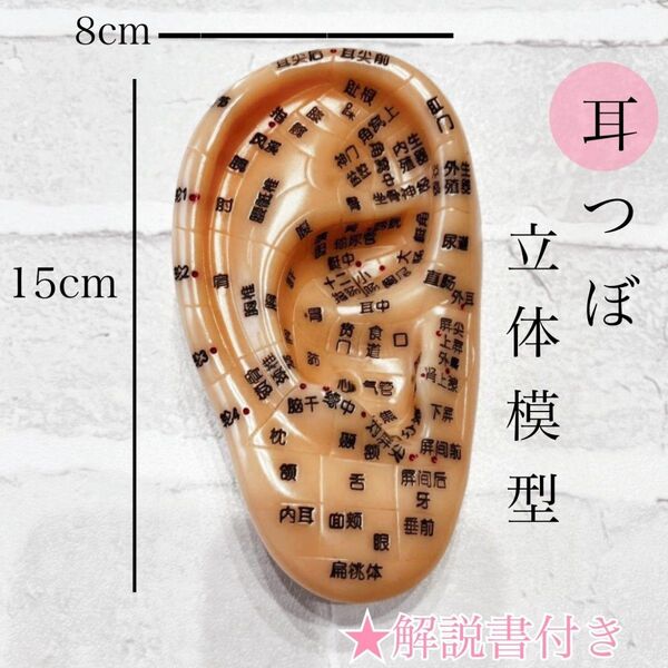 耳つぼ 耳つぼジュエリー 耳つぼ模型 耳つぼ立体モデル 美容 健康 マッサージ 施術 鍼灸 学習モデル
