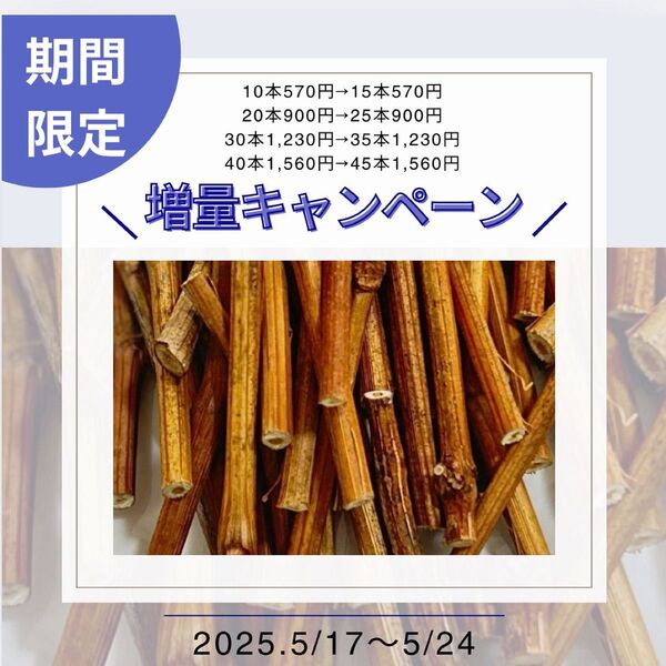 小動物デンタルケア/うさぎ/モルモット/チンチラ/ハムスター/かじり木/シャインマスカット
