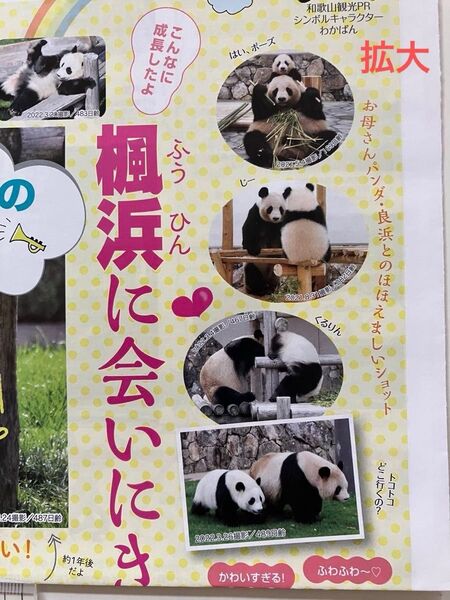 残念!中国返還 楓浜 永明 ジャイアントパンダ 和歌山観光新聞