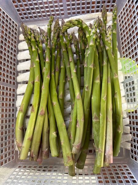★無農薬★ 青森県産 朝採り新鮮 アスパラ サイズ混合 500g