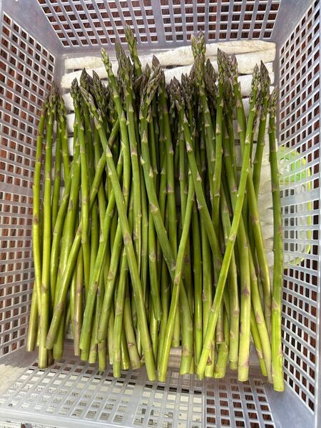 ★無農薬★ 即買OK!! 青森県産 朝採り新鮮 アスパラ 極細SSサイズ 500g
