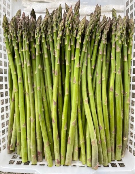 即買OK!! 青森県産 朝採り新鮮 アスパラ Sサイズ 500g