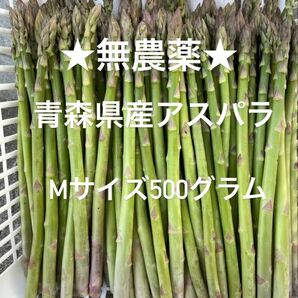 ★無農薬★ 青森県産 朝採り新鮮 アスパラガス A品 Mサイズ500g!!