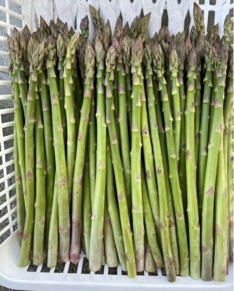 ★無農薬★ 青森県産 朝採り新鮮 アスパラガス A品 Mサイズ500g!!