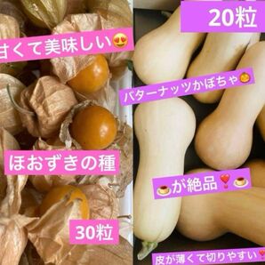 バターナッツ 食用ほおずき 種セット