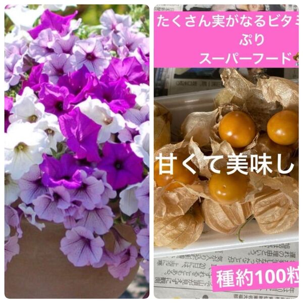 ペチュニア 食用ほおずき 種セット