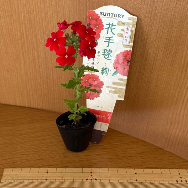 バーベナ 花手毬 苗