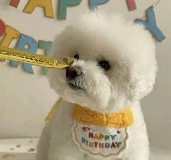 【新品未開封】ペットスタイ イエロー 帽子 文字入り 誕生日 犬 バースデー