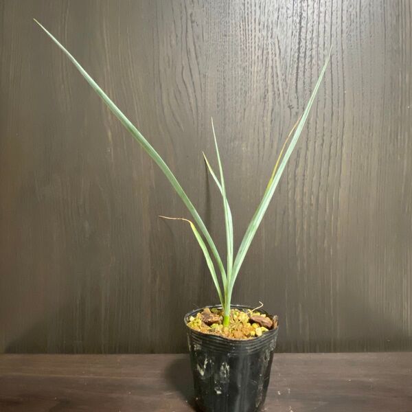 【現品】ユッカ リギダ 実生苗 抜き苗ネコポス Yucca rigid
