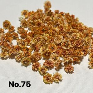 No.75かすみ草ドライフラワーオレンジ在庫1点
