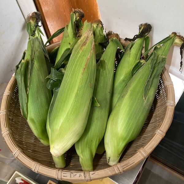 種子島産 とうもろこし 8本
