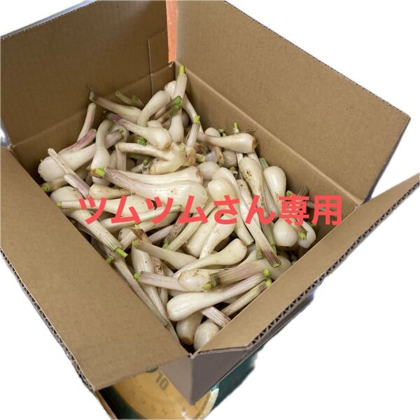 種子島産 らっきょう 3キロ