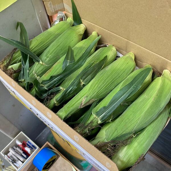 種子島産 とうもろこし 80サイズ 満タン