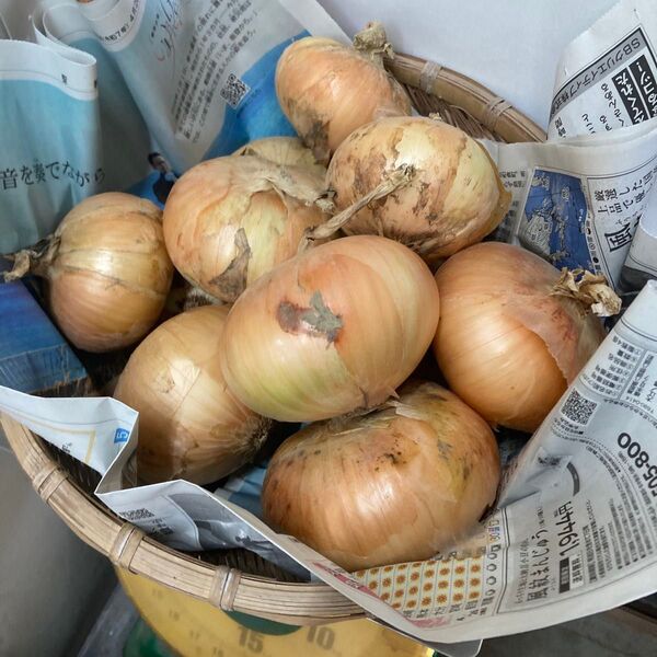 種子島産 新玉ねぎ 3キロ