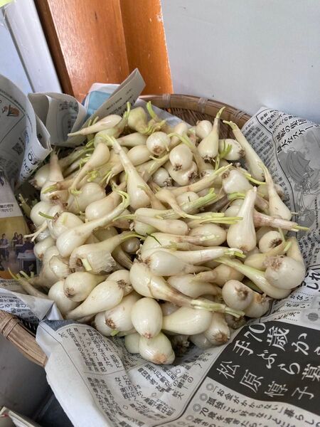 種子島産 らっきょう 2キロ