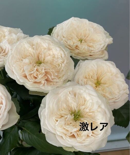 激レア 切花品種 新品種 Darling..
