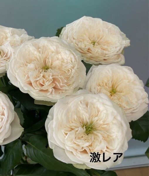激レア 切花品種 新品種 Darling..