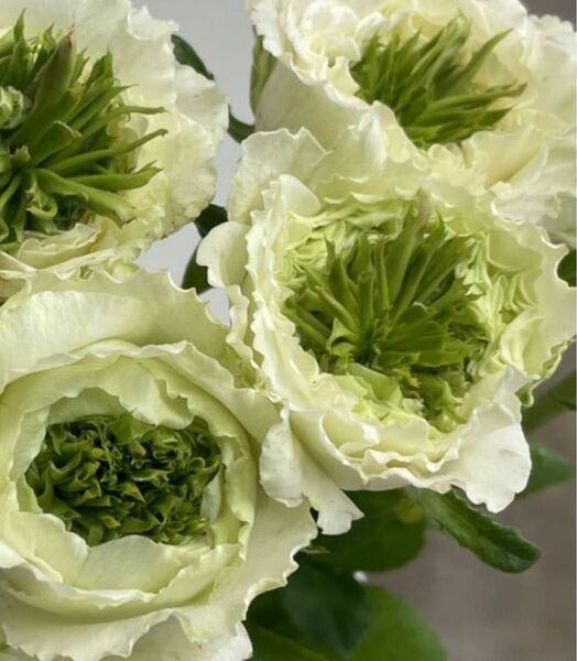 レア薔薇 切り花品種 (白綠芯)