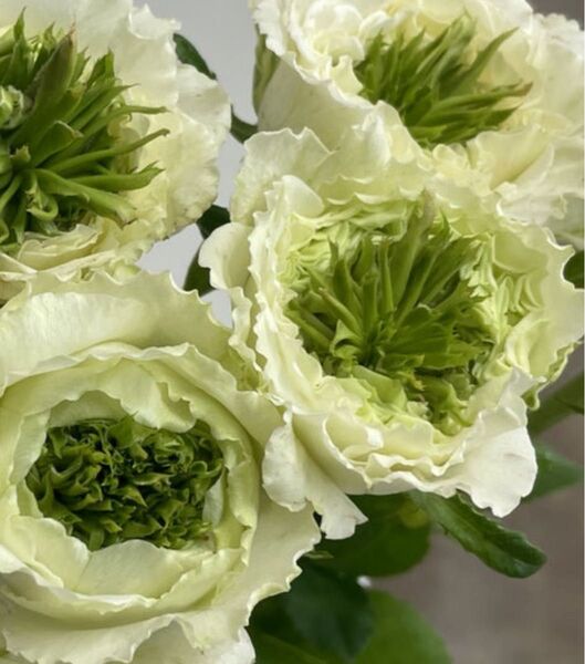 レア薔薇 切り花品種 (白綠芯)