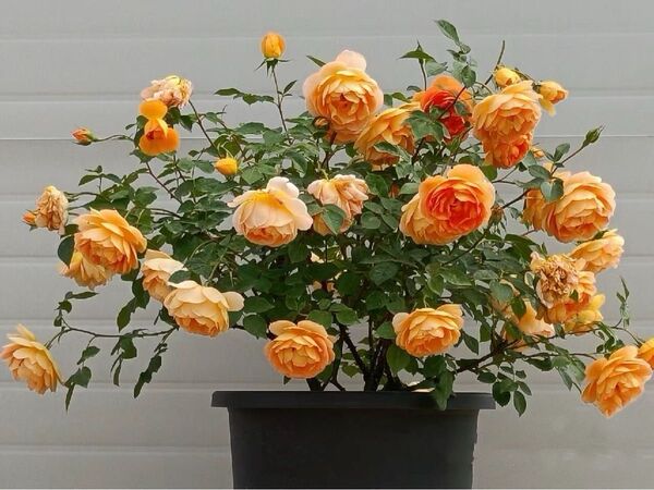 バラ苗 四季咲き 新芽出ました