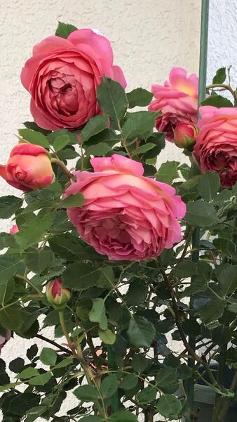 超大苗 開花株バラ