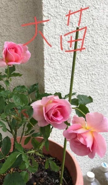 バラ 挿し木 四季咲き 値引きしました