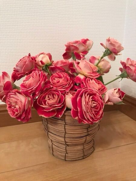 レア 入手難しい 切り花品種 薔薇苗 (複色) 蕾付き