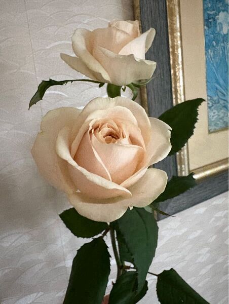 薔薇苗 開花株 剪定しました