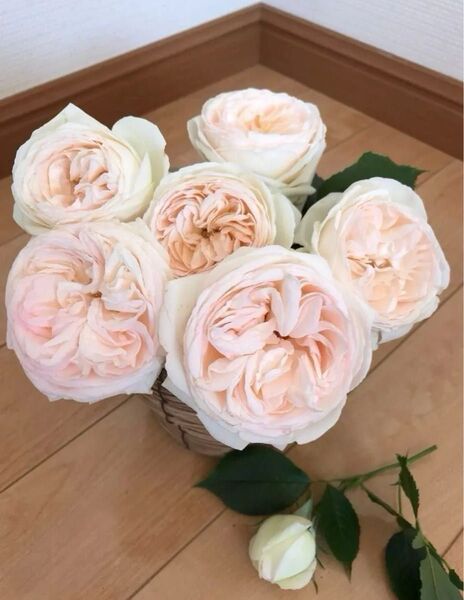 バラ苗 病気に強い品種 四季咲き ER (薄いピンク)大苗