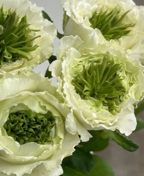 レア薔薇 切り花品種 (白綠芯)