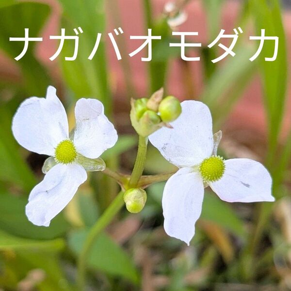 ナガバオモダカ 水草 5本 屋外栽培 無農薬