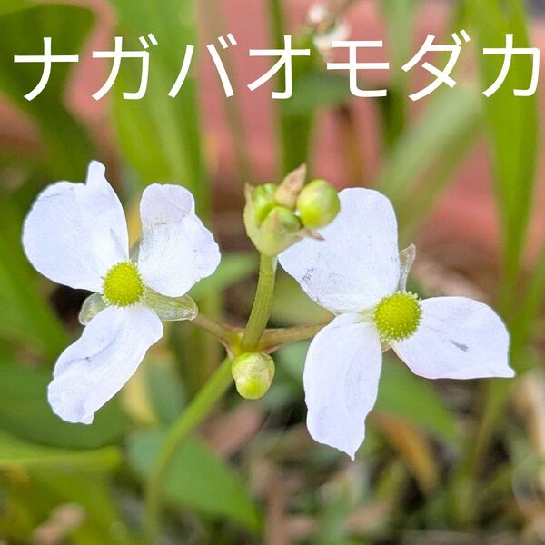 ナガバオモダカ 水草 5本 屋外栽培 無農薬