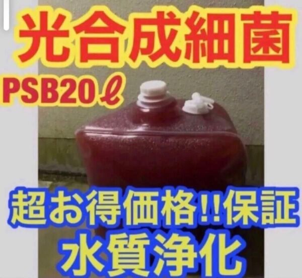 濃縮 光合成細菌PSB バクテリア メダカ めだか 金魚 グッピー ミジンコ 稚魚 針子 20Lバロンボックス