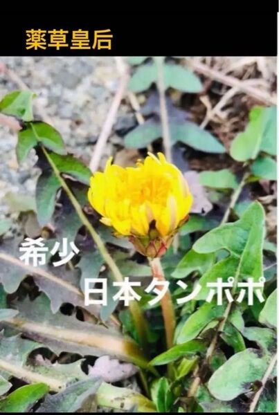 岐阜県産、自然栽培、畑の横、自生の日本蒲公英 【薬草皇后】、日本タンポポ全草 葉、根付き苗5株