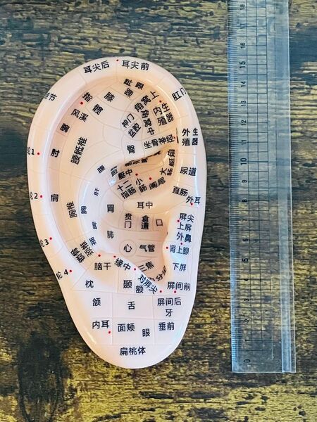 新品 耳つぼ模型 耳ツボ 耳鍼モデル 人工耳 塩ビ