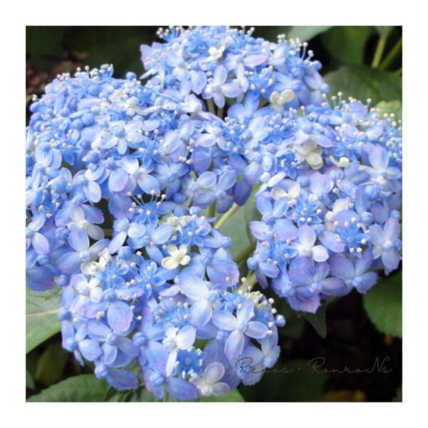 ガクアジサイ:ミカワチドリ〈三河千鳥〉(5号)珍しい 希少 テマリ咲き 紫陽花 アジサイ