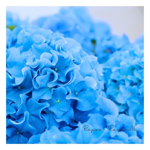 アジサイ:クレイジーテンシア(4号鉢)新品種 フリル咲き紫陽花 希少 紫陽花
