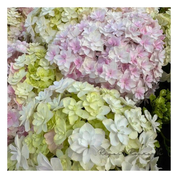 アジサイ:ミルフィオリ ピンク(5号鉢)八重咲きアジサイ 紫陽花 ハイドランジア アジサイ アジサイ開花株 紫陽花