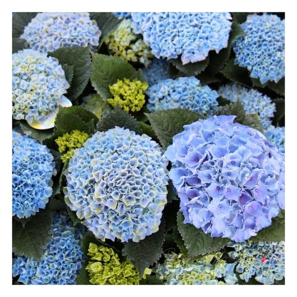 アジサイ:マジカルレボリューション ブルー(5号鉢)秋色紫陽花 マジカルシリーズ 紫陽花 アジサイ開花株 青