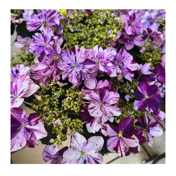 ガクアジサイ:衣純千織(イズミチオリ)ブルー(5号鉢)絞り咲き紫陽花 塩原園芸 アジサイ 紫陽花 母の日
