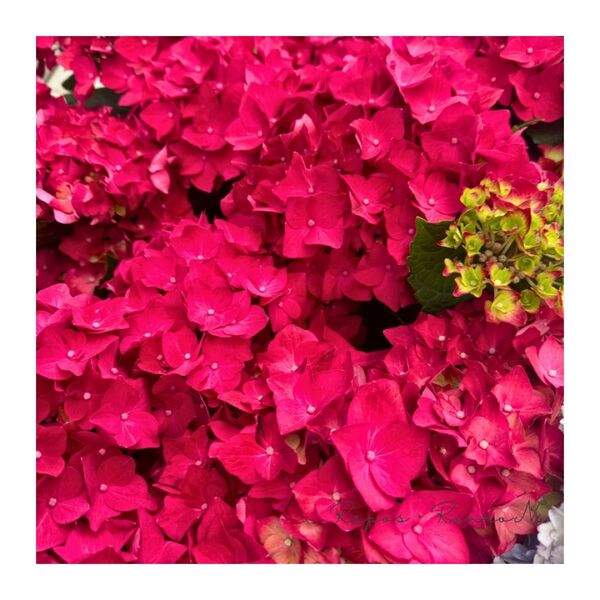 アジサイ:ディープレッド(5号鉢)秋色紫陽花 ハイドランジア アジサイ 紫陽花 アジサイ 紫陽花 アジサイ開花株