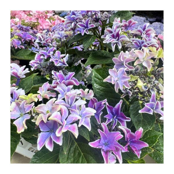 アジサイ:月虹〈ゲッコウ〉ブルー(5.5号鉢) ガクアジサイ 八重咲きアジサイ 紫陽花