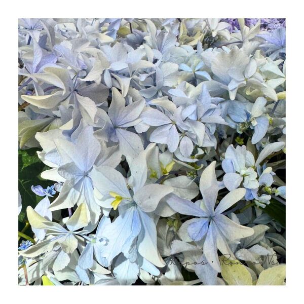アジサイ:グリッター(5号鉢)大栄花園さん新品種 八重咲きアジサイ 希少 紫陽花 紫陽花 アジサイ