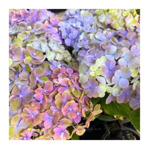 アジサイ:スプリンググリーン(5号鉢)大栄花園さん新品種 八重咲きアジサイ 希少 紫陽花 アジサイ アジサイ ハイドランジア