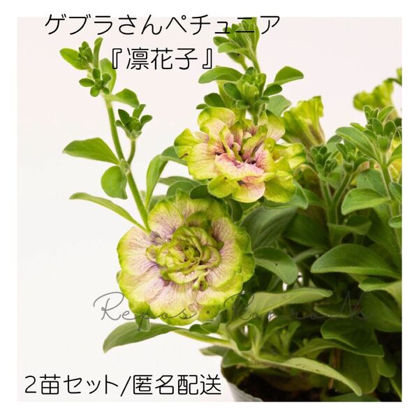 ペチュニア:凛花子【2苗販売】(3.5号)八重咲きペチュニア ゲブラさん新品種