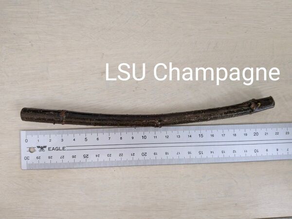 LSU Champagne ④ シャンパーニュ5/31まで 挿し木 イチジク 穂木