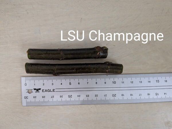 LSU Champagne⑤2本 シャンパーニュ5/31まで イチジク 挿し木 穂木