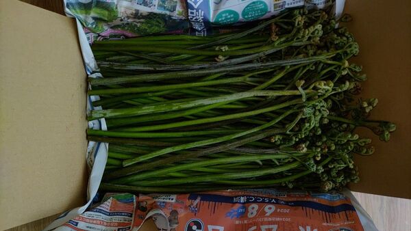 わらび長野県産1kg