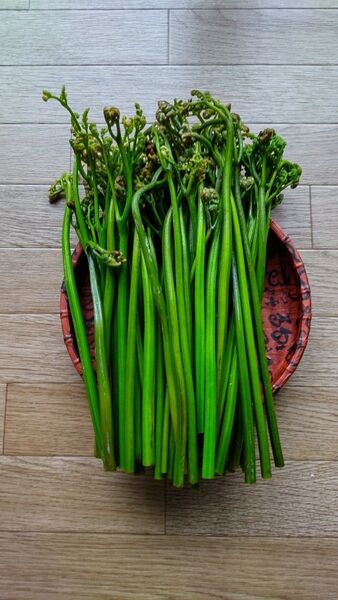 わらび天然長野県産600g